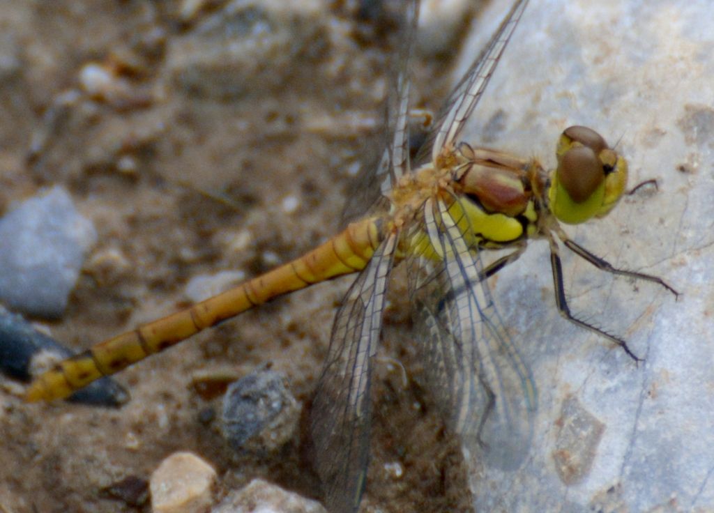 Sympetrum striolatum? s!